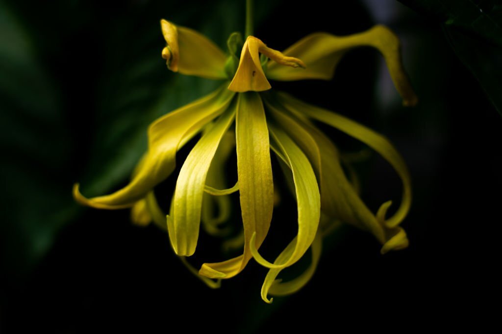 Ylang bliss